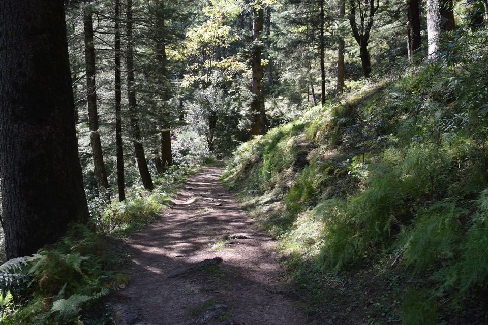 Photo of Trek to Prashar Lake- A photo blog 3/14 by trishna sarma