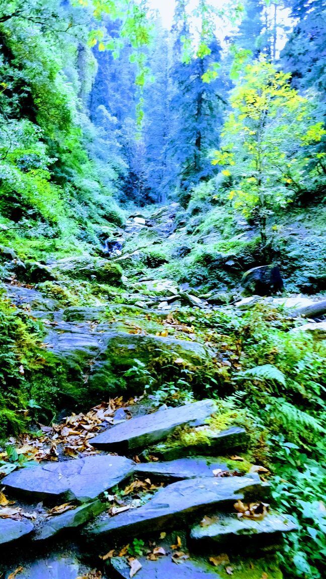 Photo of Trek to Prashar Lake- A photo blog 7/14 by trishna sarma