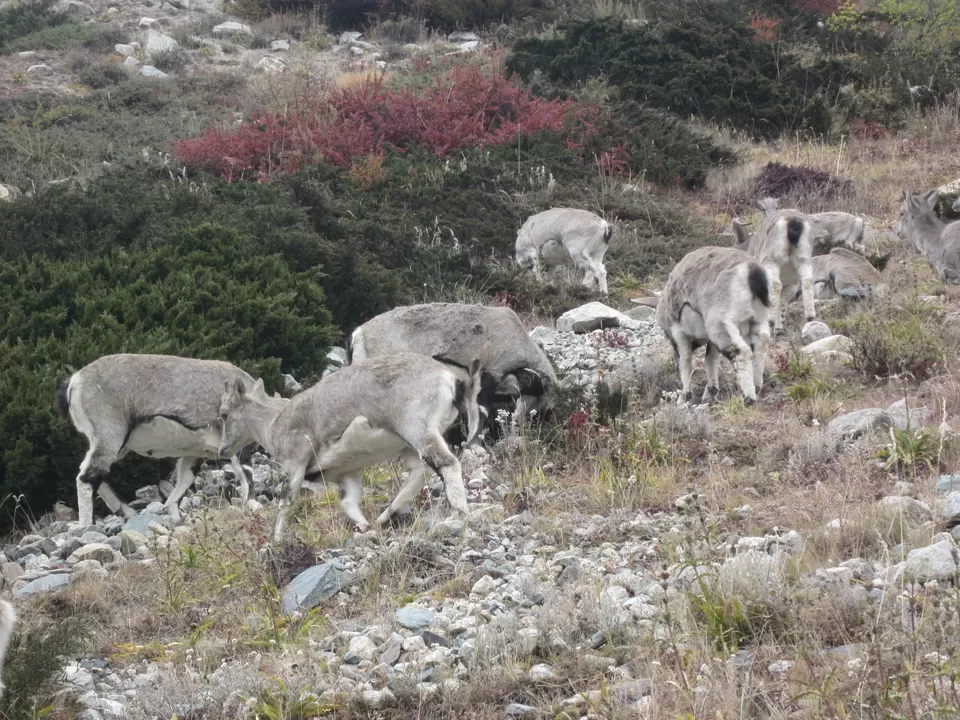 Photo of Gangotri National Park, Uttarkashi, Uttarakhand, India by Jaiveer Yadav