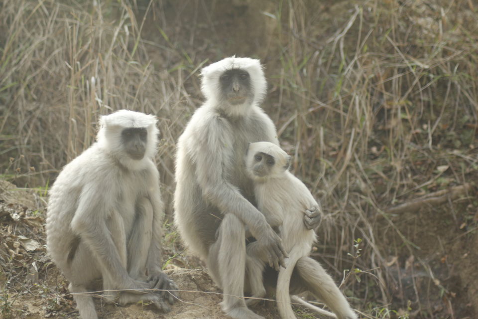 Photo of Jim Corbett National Park- A Perfect Weekend Getaway by Jaiveer Yadav