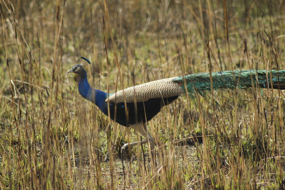 Photo of Jim Corbett National Park- A Perfect Weekend Getaway by Jaiveer Yadav