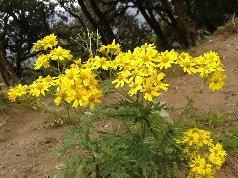 Photo of Nag Tibba Trek by Jaiveer Yadav