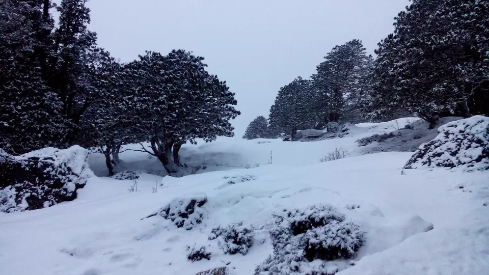 Photo of Chopta, Uttarakhand, India by Jaiveer Yadav
