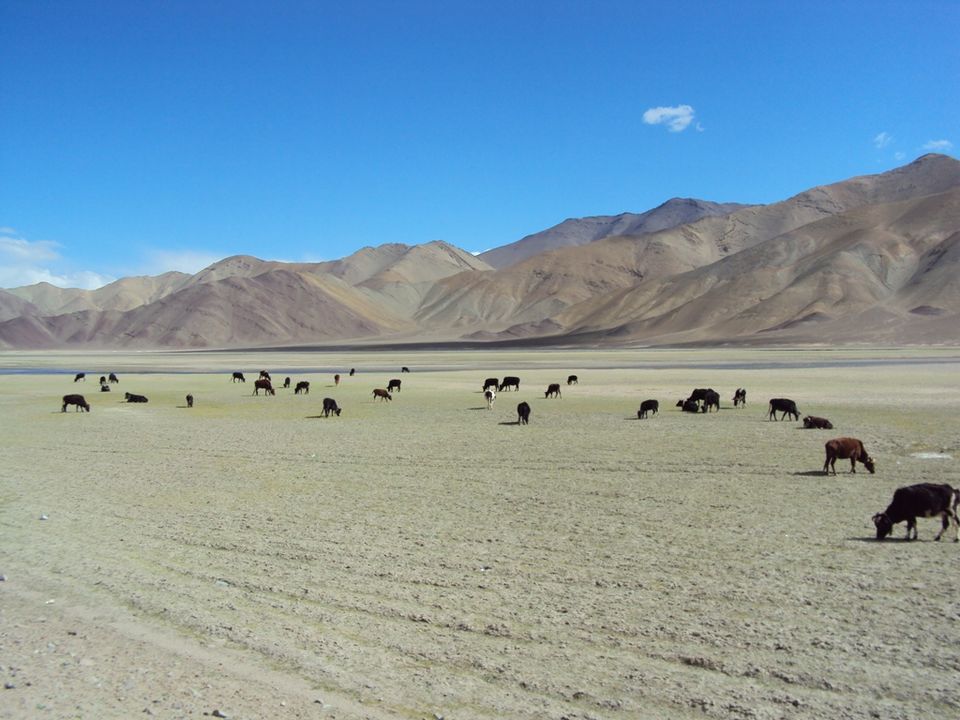 Photo of Paradise Of Ladakh In Pictures 5/26 by Romeo Alpha
