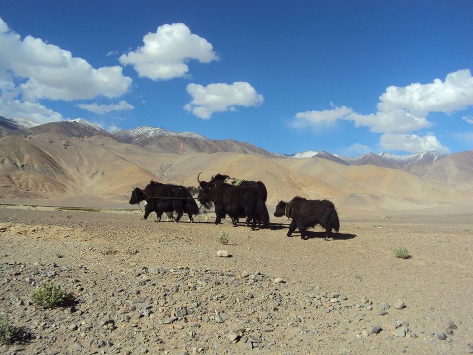Photo of Paradise Of Ladakh In Pictures 7/26 by Romeo Alpha