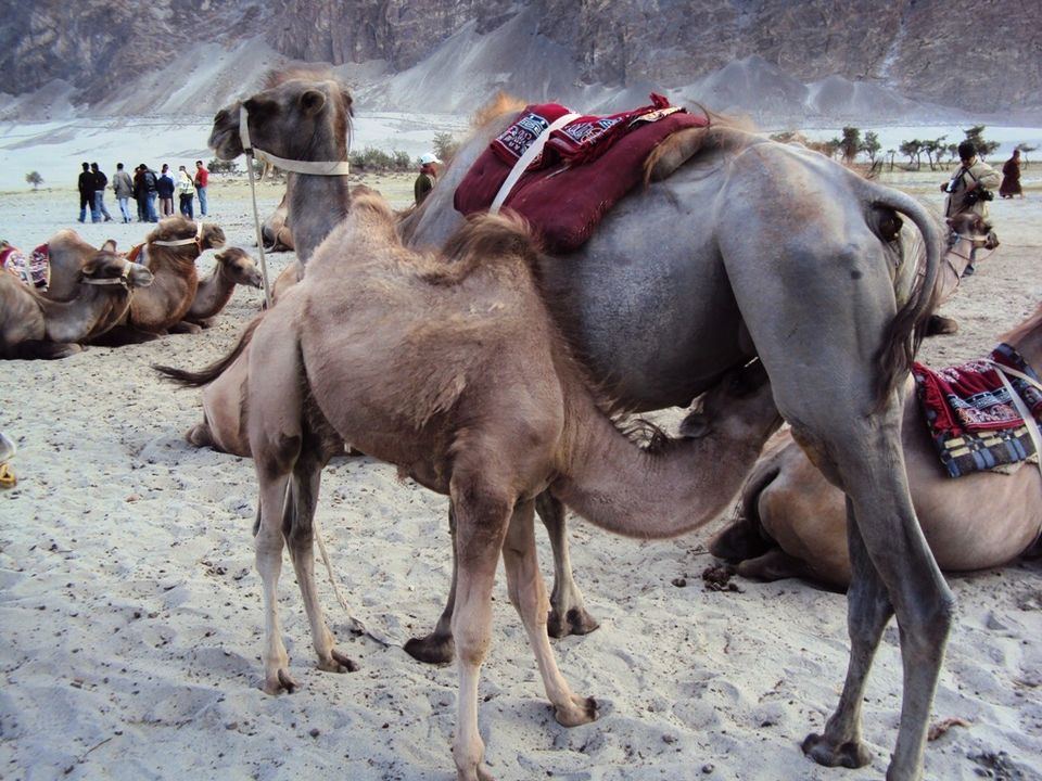 Photo of Paradise Of Ladakh In Pictures 25/26 by Romeo Alpha