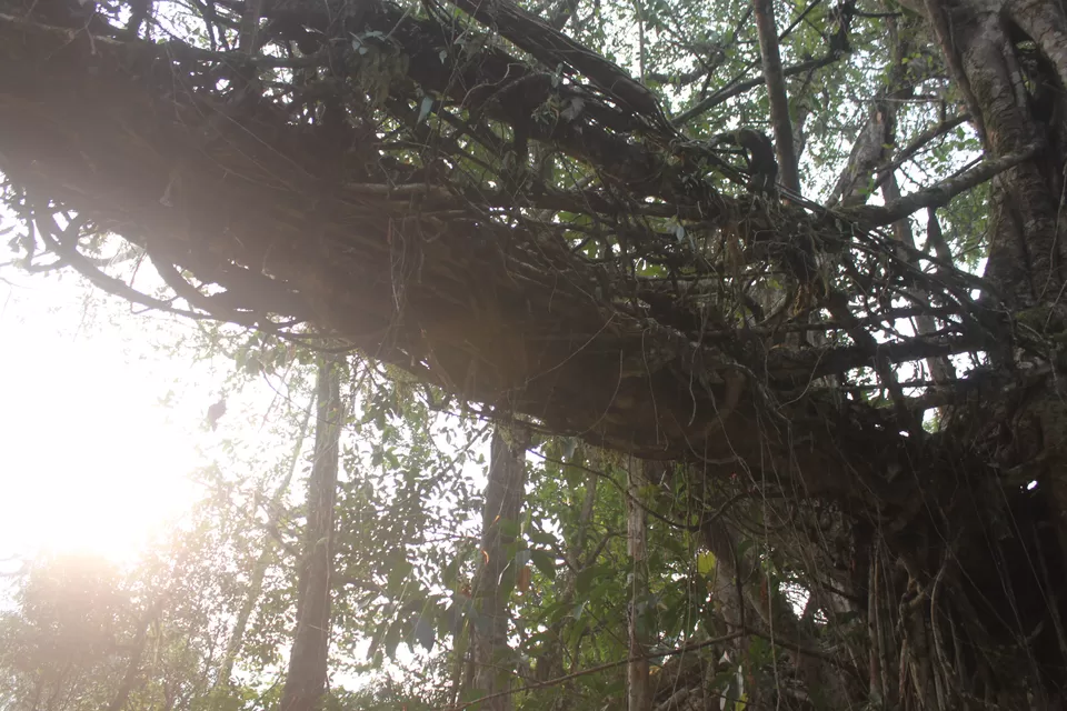Photo of Living Root Bridge, East Khasi Hills, Meghalaya, India by Sriram Muthuvel