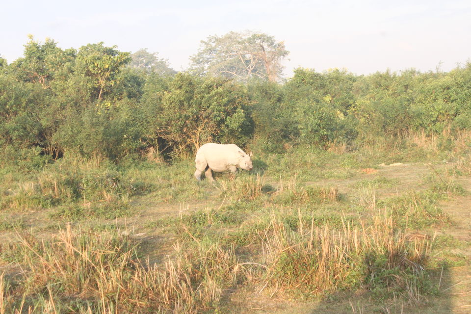 Photo of Kaziranga National Park, Kanchanjuri, Assam, India by Sriram Muthuvel