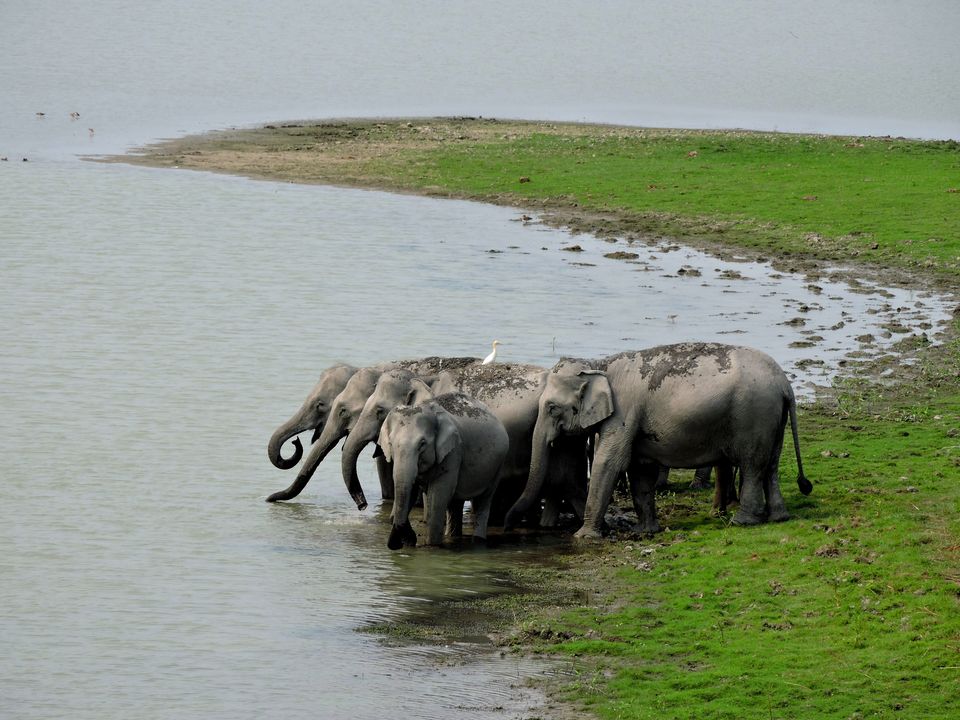 Photo of WILDLIFE ASSAM by Neroutes Tours And Travels