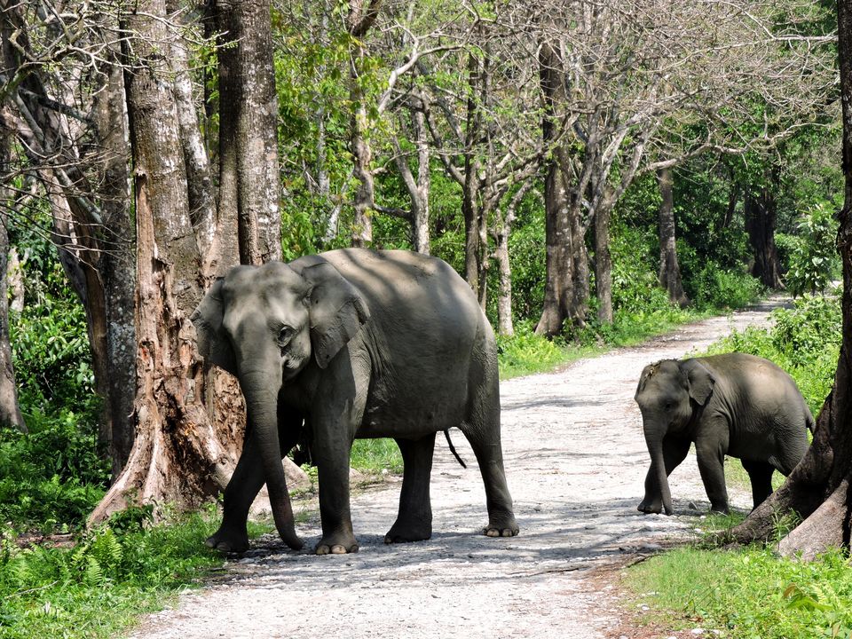 Photo of WILD TRAIL OF ASSM 4/5 by NEROUTES