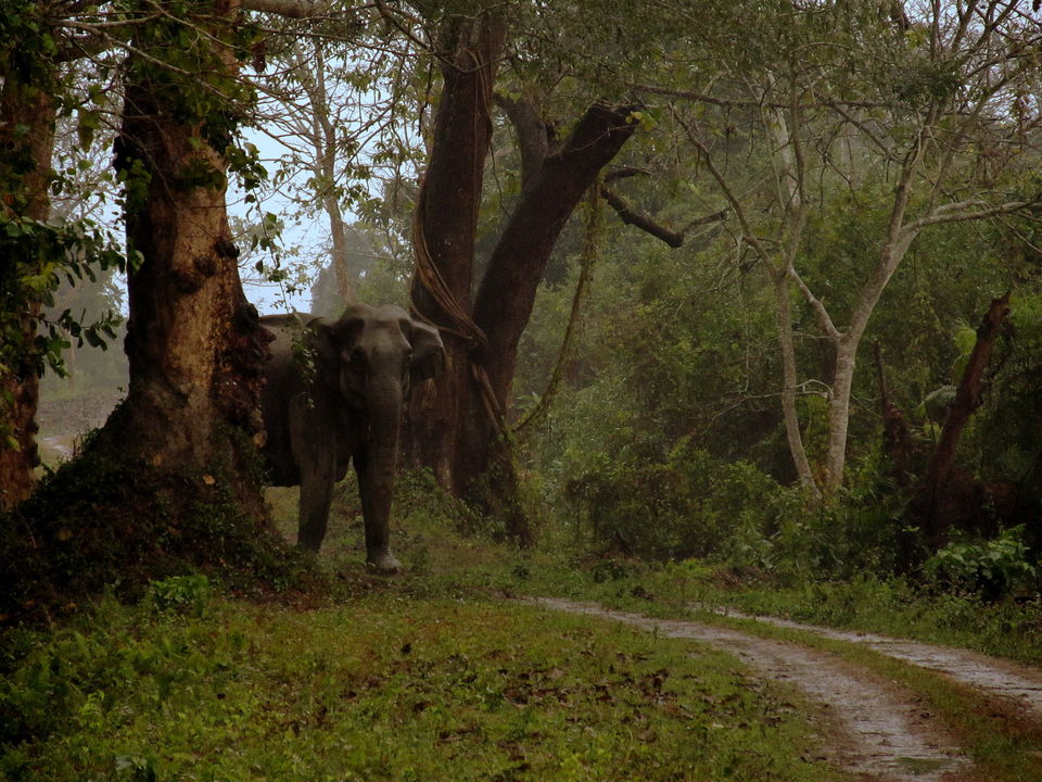 Photo of WILD TRAIL OF ASSM by NEROUTES