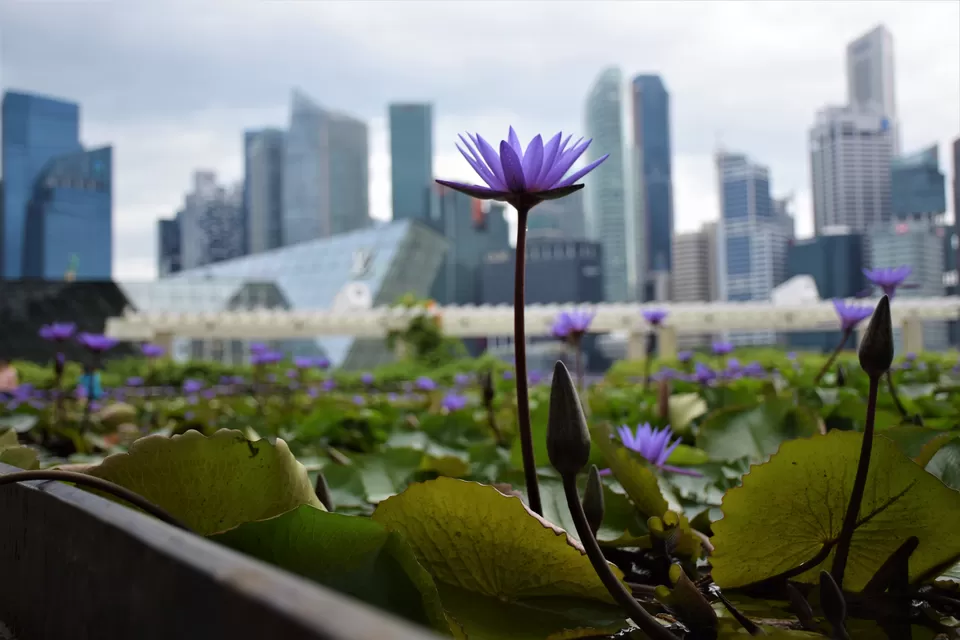 Photo of Bayfront Avenue, ArtScience Museum, Singapore by Dheeraj Balla