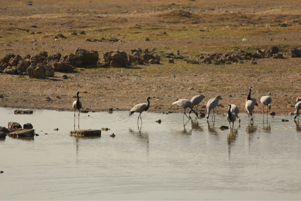 Photo of A Drive through Panoramic West Coast of Gujarat: Porbandar।Madhavpur। Somnath। by Solaceonwheels