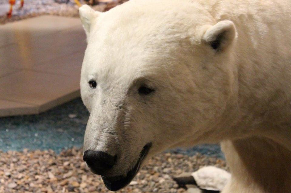 Photo of Why Svalbard should be your next travel destination! 26/26 by Ayushee Agarwal