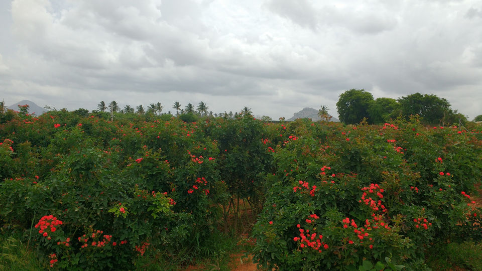 Photo of Experience Countryside - On The Way to Nandi Hills From Bengaluru by travelgeek