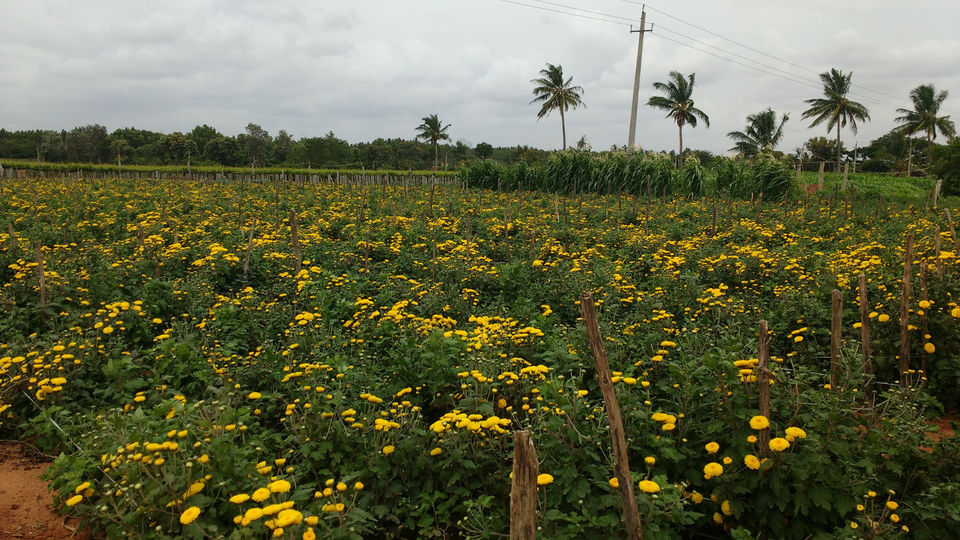Photo of Experience Countryside - On The Way to Nandi Hills From Bengaluru by travelgeek