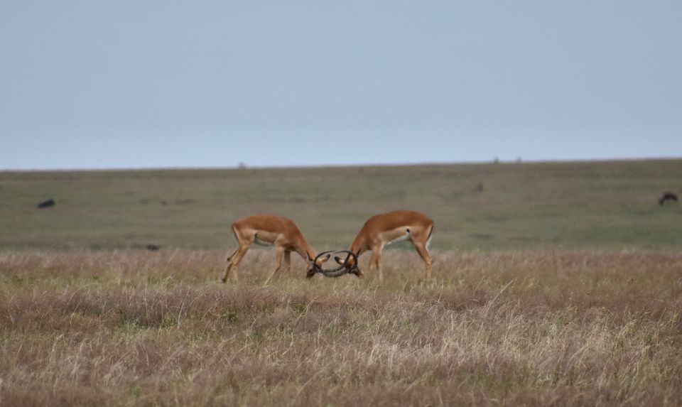 Photo of Masai Mara National Reserve, Narok County, Kenya by Drishti Shah