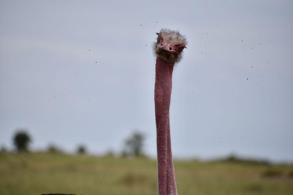 Photo of Masai Mara National Reserve, Narok County, Kenya by Drishti Shah