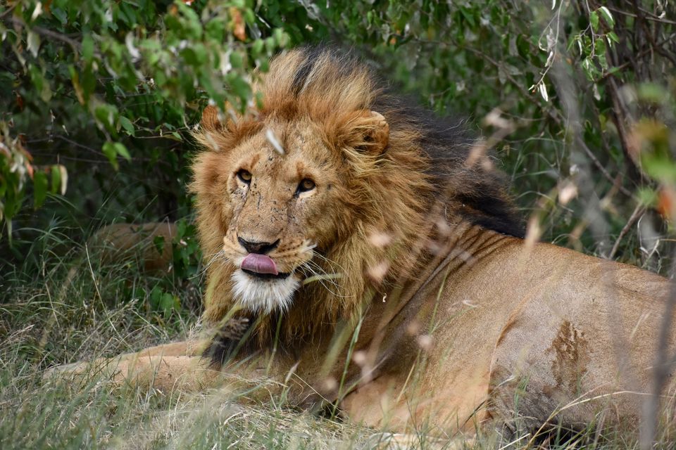 Photo of Masai Mara National Reserve, Narok County, Kenya by Drishti Shah