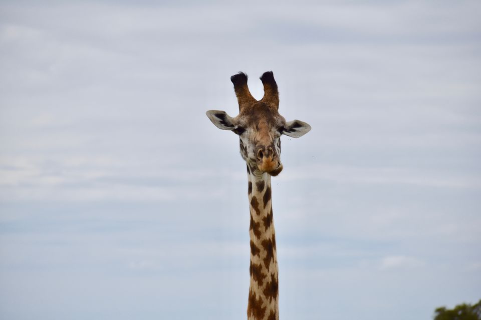 Photo of Masai Mara National Reserve, Narok County, Kenya by Drishti Shah