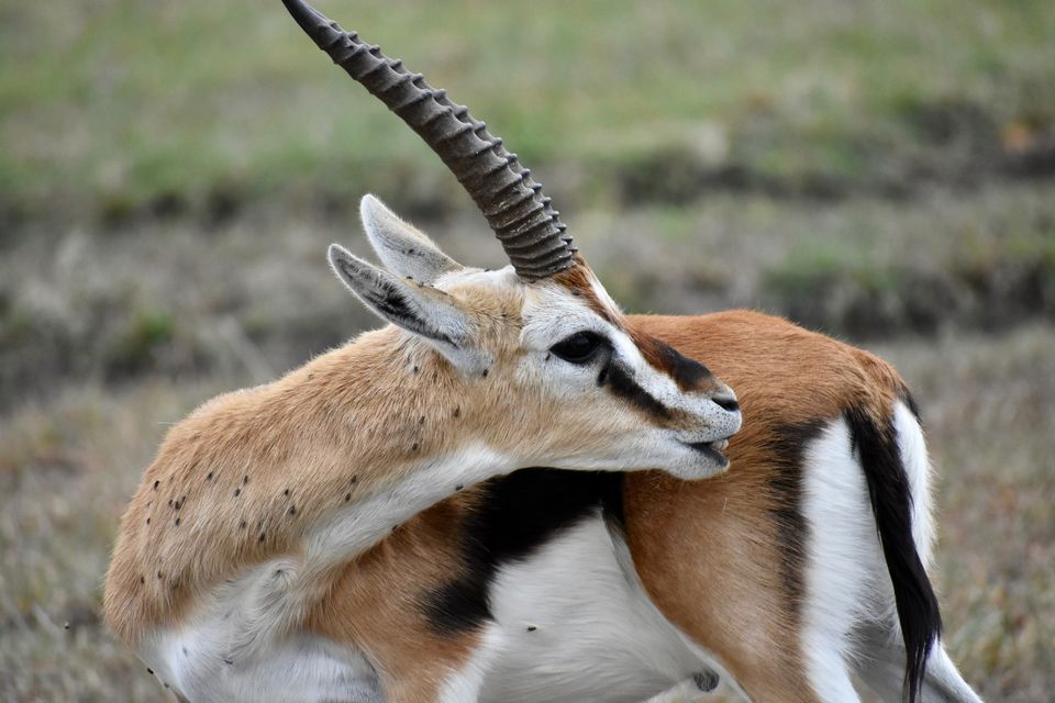 Photo of Masai Mara National Reserve, Narok County, Kenya by Drishti Shah