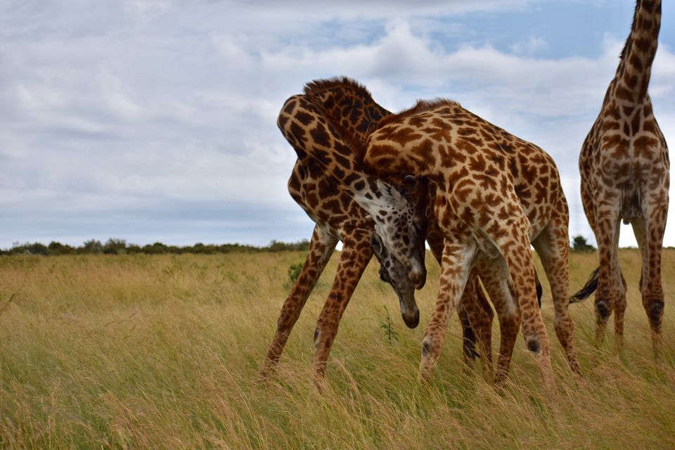 Photo of Masai Mara National Reserve, Narok County, Kenya by Drishti Shah