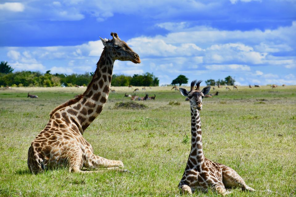 Photo of Masai Mara National Reserve, Narok County, Kenya by Drishti Shah