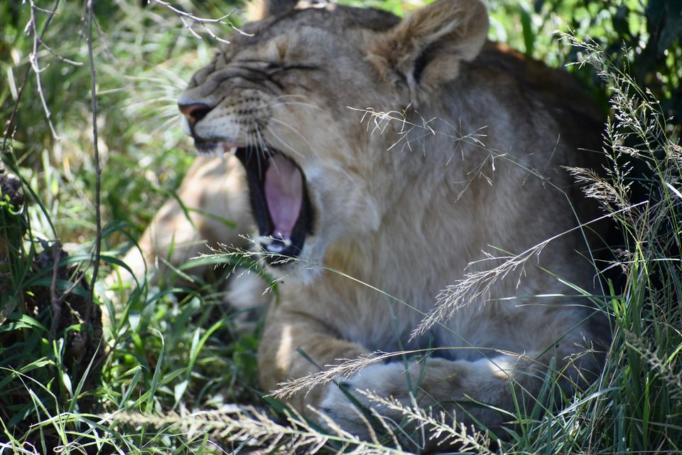 Photo of Masai Mara National Reserve, Narok County, Kenya by Drishti Shah