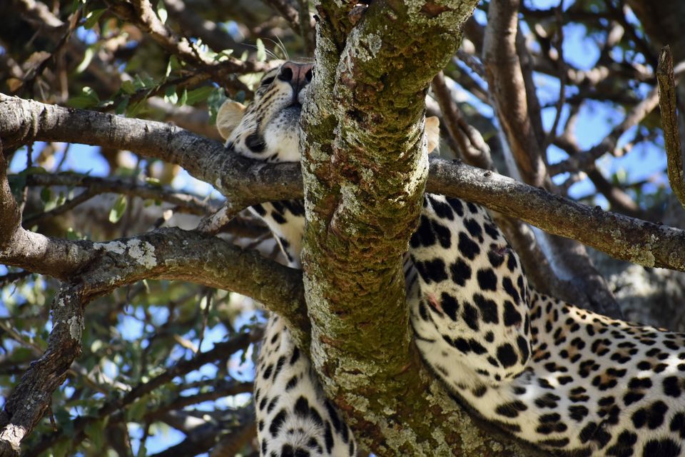 Photo of Masai Mara National Reserve, Narok County, Kenya by Drishti Shah
