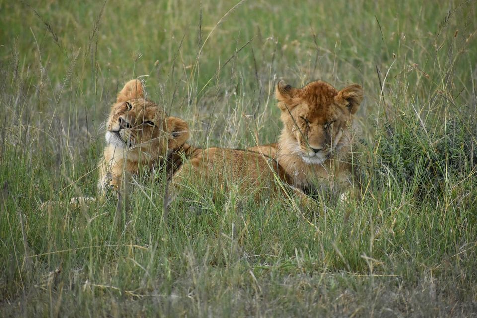 Photo of Masai Mara National Reserve, Narok County, Kenya by Drishti Shah