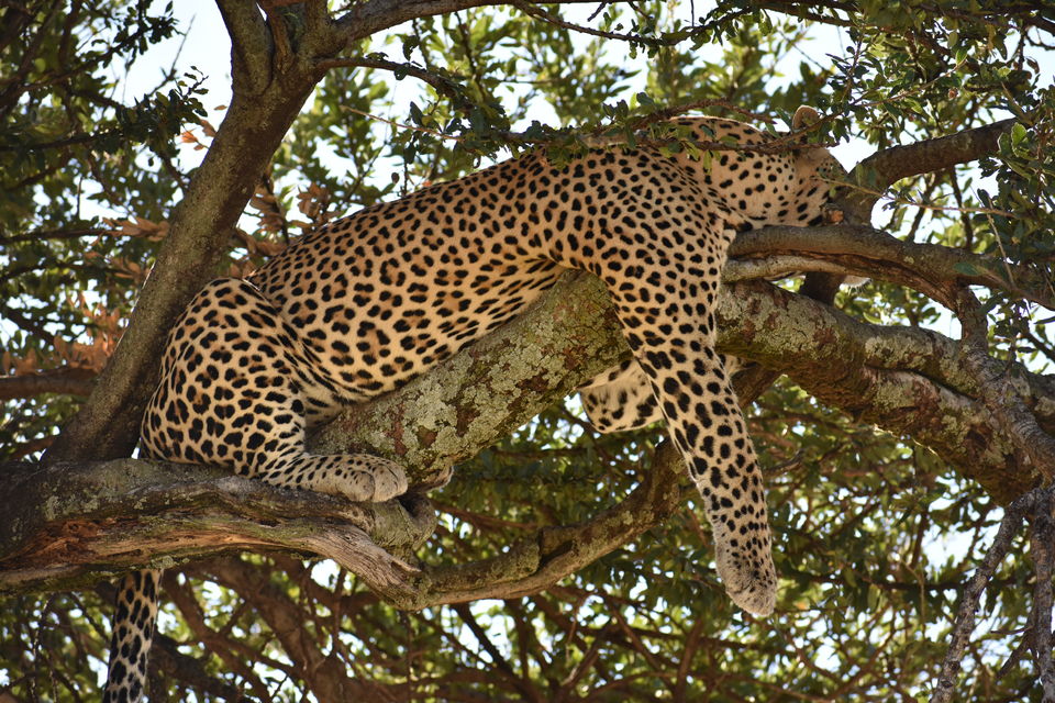 Photo of Masai Mara National Reserve, Narok County, Kenya by Drishti Shah