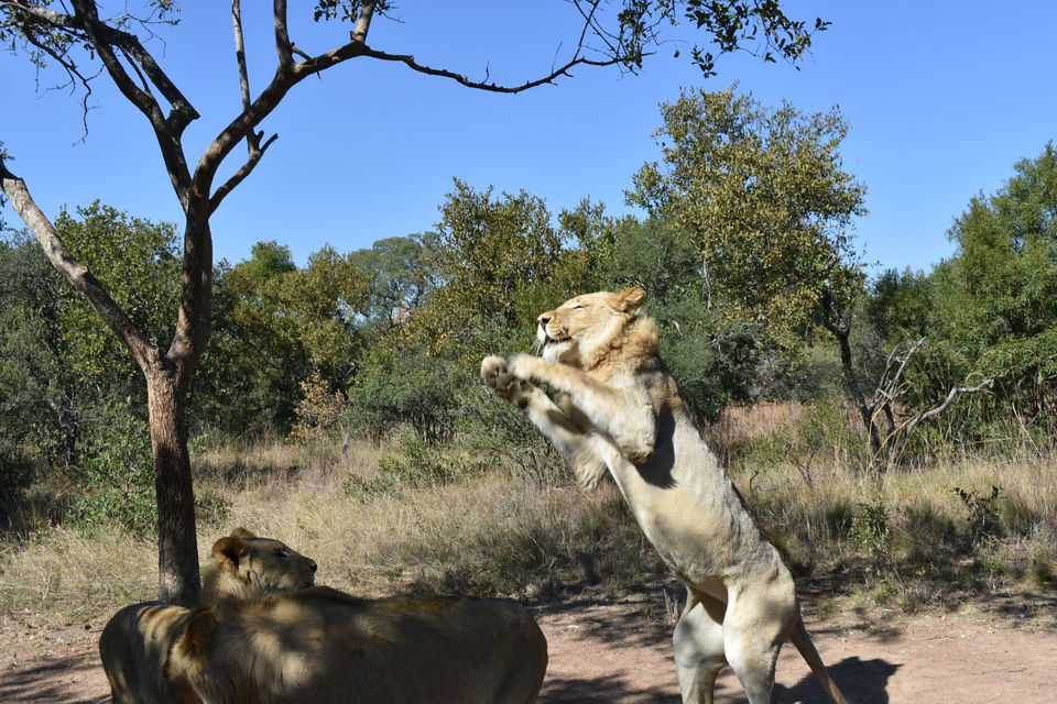 Photo of Masai Mara National Reserve, Narok County, Kenya by Drishti Shah