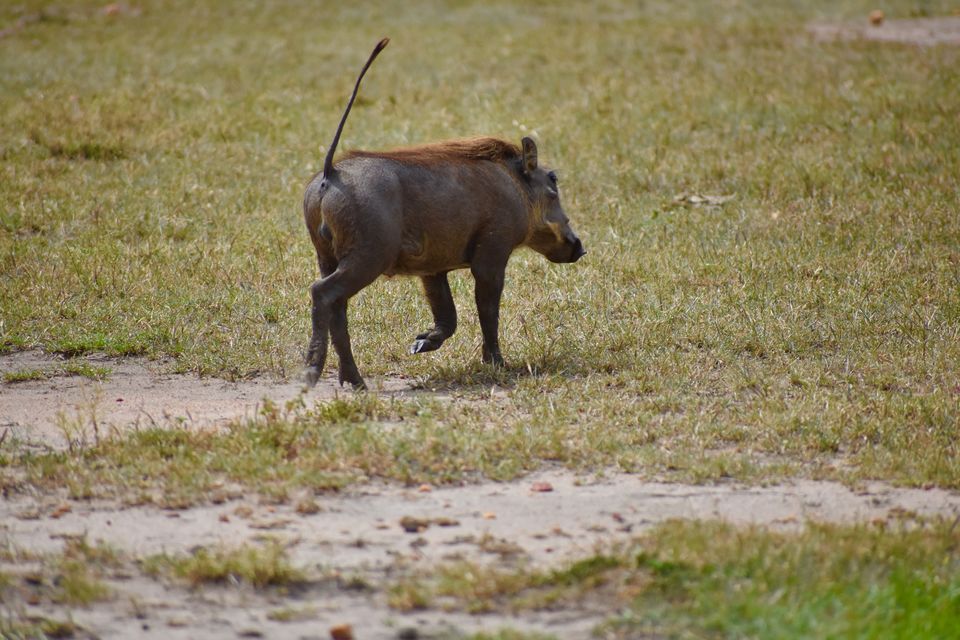 Photo of Masai Mara National Reserve, Narok County, Kenya by Drishti Shah