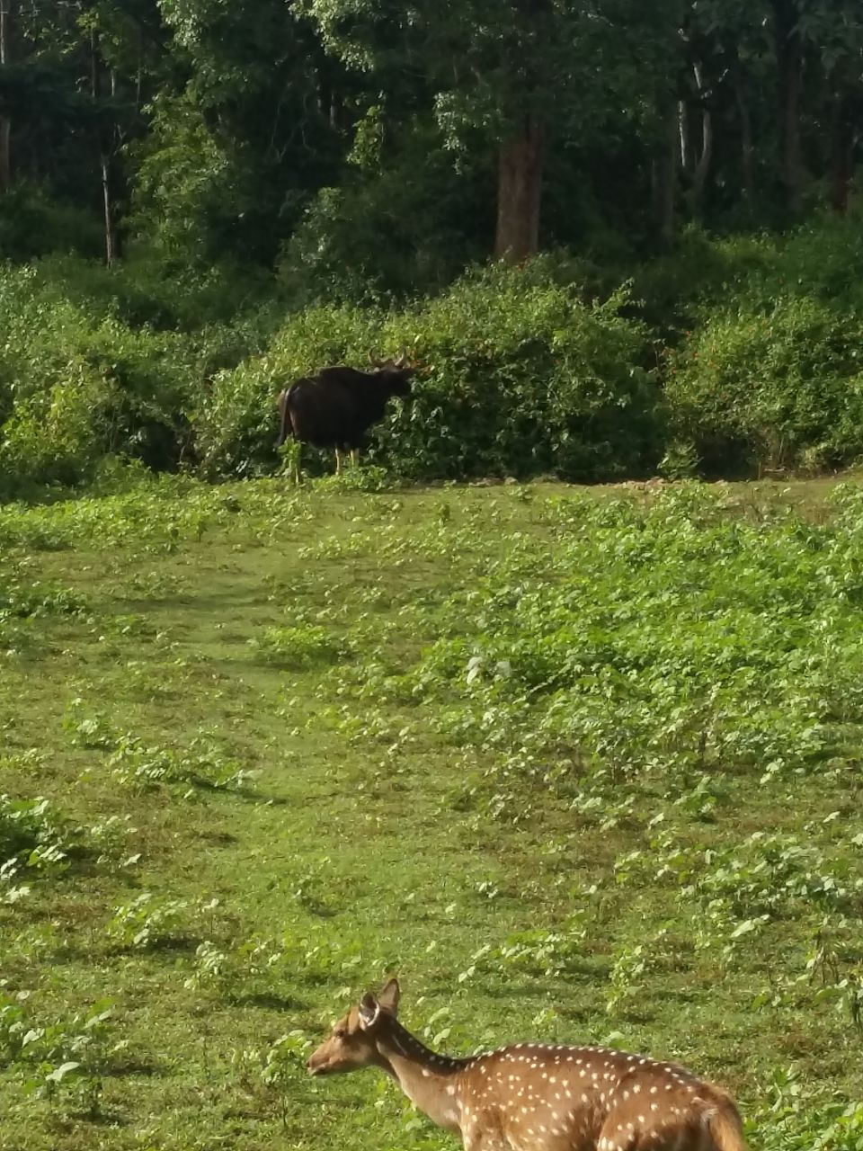 Photo of Unplanned trip to Coorg-Scotland of India by Vijithake