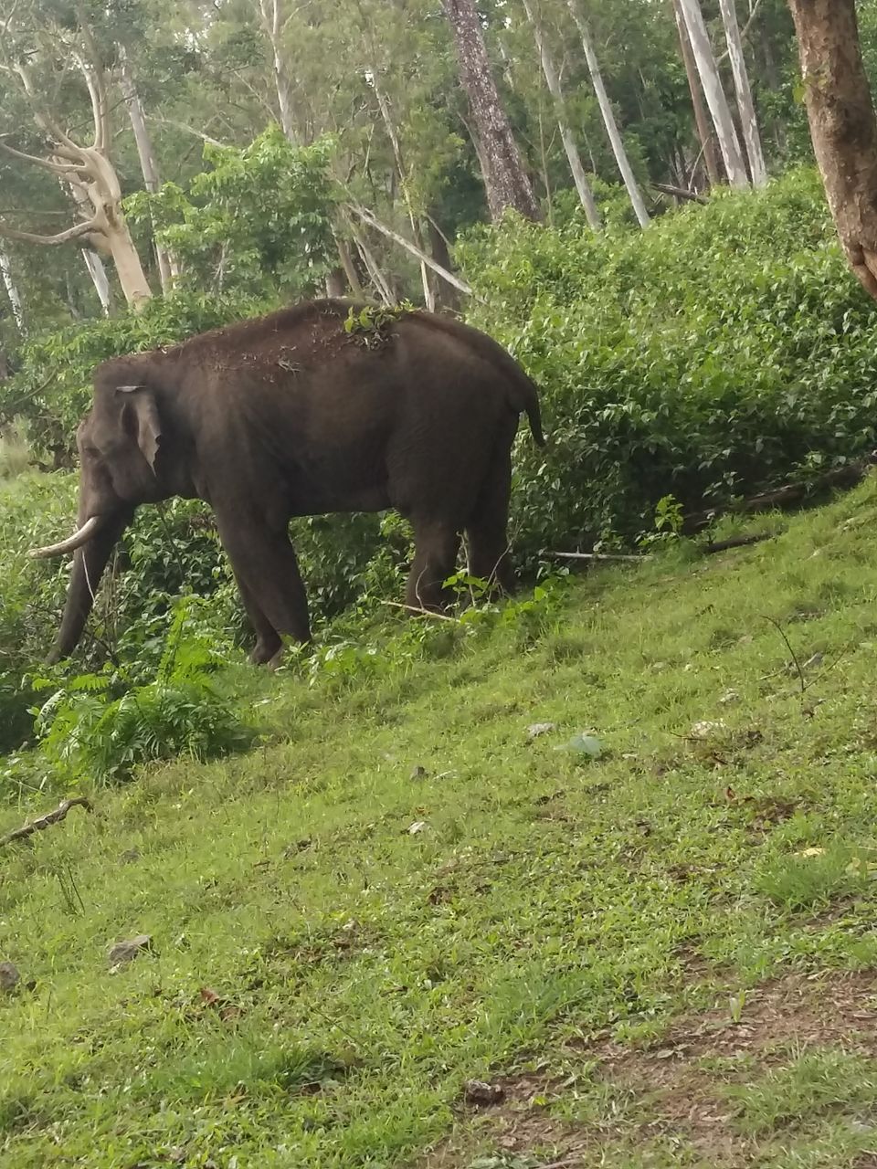Photo of Unplanned trip to Coorg-Scotland of India by Vijithake