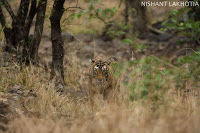 Photo of My visit To Ranthambore National Park 3/10 by Shailja Daga