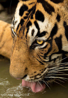 Photo of My visit To Ranthambore National Park 7/10 by Shailja Daga