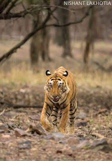 Photo of My visit To Ranthambore National Park 4/10 by Shailja Daga