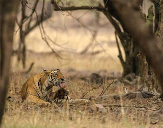 Photo of My visit To Ranthambore National Park 8/10 by Shailja Daga