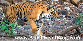 Photo of My visit To Ranthambore National Park 6/10 by Shailja Daga