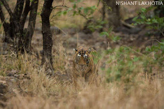 Photo of My visit To Ranthambore National Park 10/10 by Shailja Daga