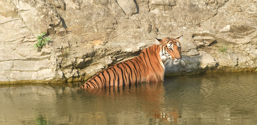 Photo of India's Top 10 Wildlife Destinations | CorbettParkOnline 1/11 by Manoj Roy