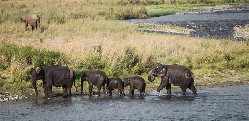 Photo of India's Top 10 Wildlife Destinations | CorbettParkOnline 2/11 by Manoj Roy
