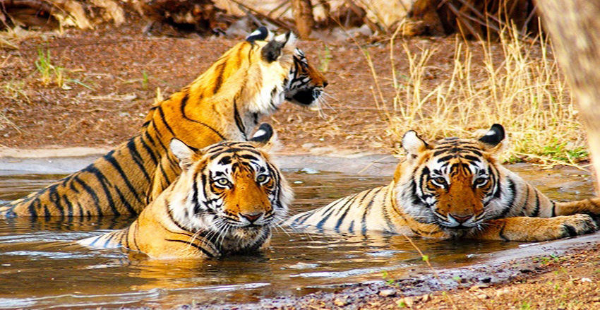 Photo of India's Top 10 Wildlife Destinations | CorbettParkOnline 3/11 by Manoj Roy