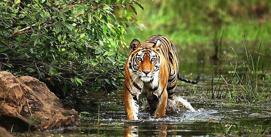 Photo of India's Top 10 Wildlife Destinations | CorbettParkOnline 4/11 by Manoj Roy