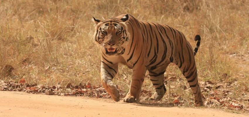 Photo of India's Top 10 Wildlife Destinations | CorbettParkOnline 5/11 by Manoj Roy