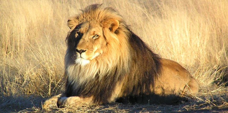 Photo of India's Top 10 Wildlife Destinations | CorbettParkOnline 7/11 by Manoj Roy
