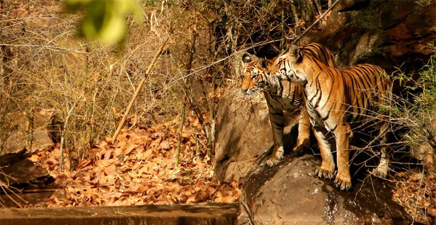 Photo of India's Top 10 Wildlife Destinations | CorbettParkOnline 8/11 by Manoj Roy