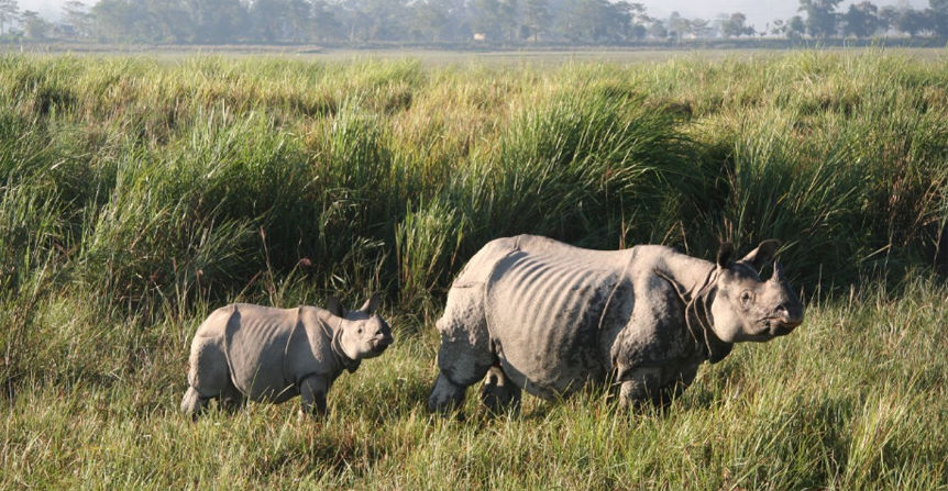 Photo of India's Top 10 Wildlife Destinations | CorbettParkOnline 9/11 by Manoj Roy