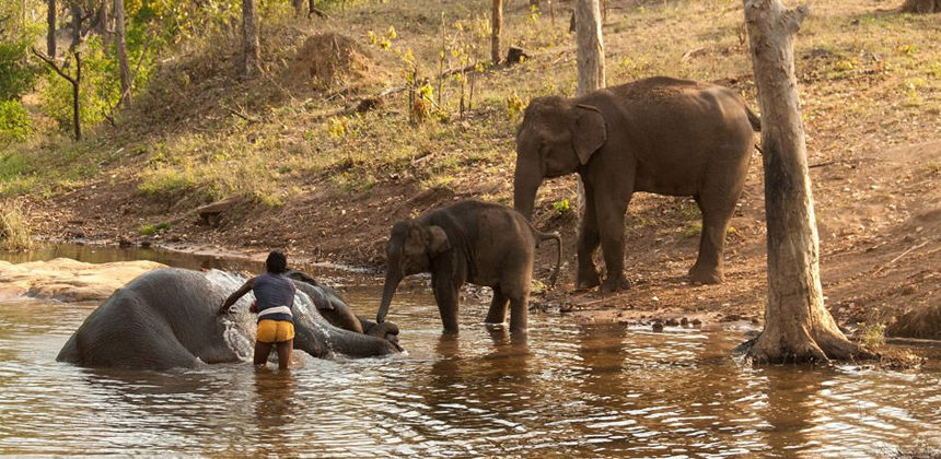 Photo of India's Top 10 Wildlife Destinations | CorbettParkOnline 11/11 by Manoj Roy